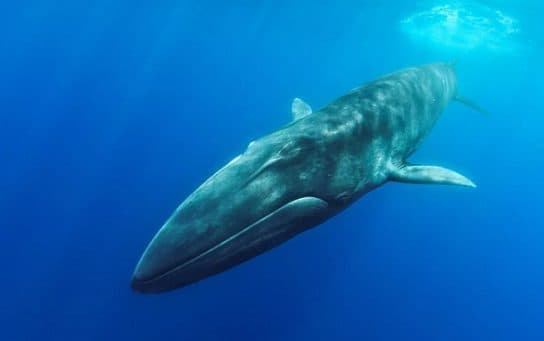 Seyval (Willow Whale) – photos, vid&eacute;os et description de la vie, o&ugrave; il nage et sa structure