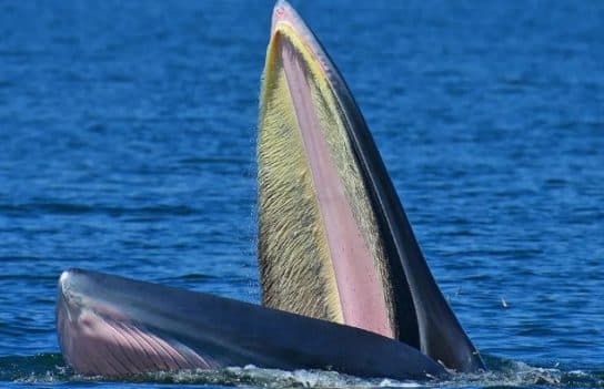 Seyval (Willow Whale) – photos, vid&eacute;os et description de la vie, o&ugrave; il nage et sa structure