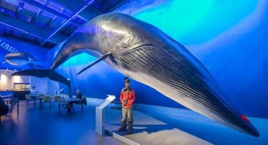 Seyval (Willow Whale) – photos, vid&eacute;os et description de la vie, o&ugrave; il nage et sa structure