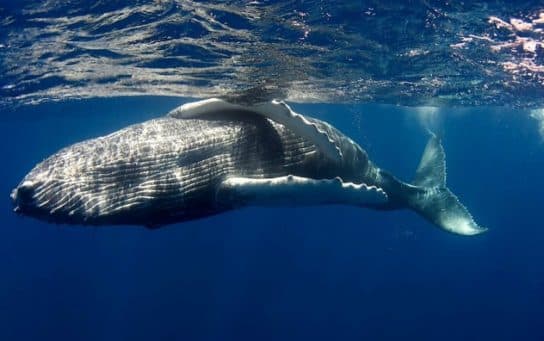 Seyval (Willow Whale) – photos, vid&eacute;os et description de la vie, o&ugrave; il nage et sa structure