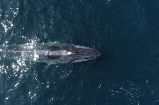 Seyval (Willow Whale) – photos, vid&eacute;os et description de la vie, o&ugrave; il nage et sa structure