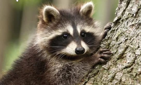 Raccoon family – representatives of raccoon carnivorous mammals |  List with photo