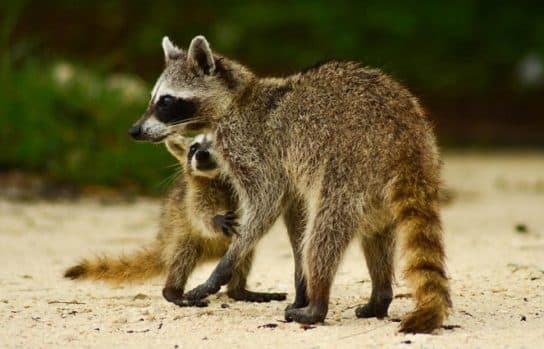 Raccoon family – representatives of raccoon carnivorous mammals |  List with photo