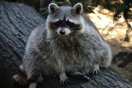 Raccoon family – representatives of raccoon carnivorous mammals |  List with photo