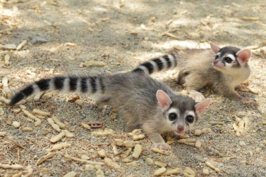 Raccoon family – representatives of raccoon carnivorous mammals |  List with photo