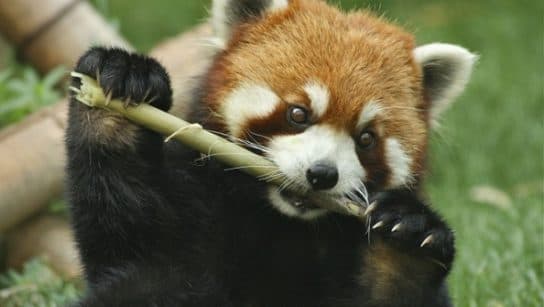 Raccoon family – representatives of raccoon carnivorous mammals |  List with photo