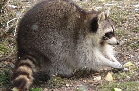 Raccoon family – representatives of raccoon carnivorous mammals |  List with photo