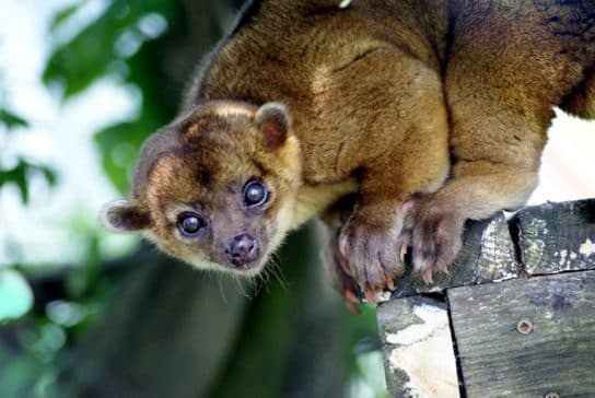Raccoon family – representatives of raccoon carnivorous mammals |  List with photo