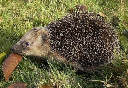 Hedgehogs – types and features of breeds, what they eat and where they live |  Family hedgehogs