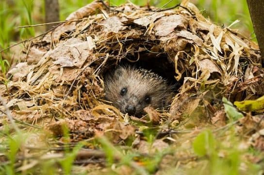 Hedgehogs – types and features of breeds, what they eat and where they live |  Family hedgehogs