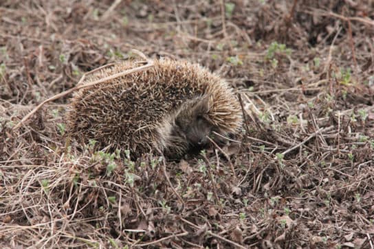 Hedgehogs – types and features of breeds, what they eat and where they live |  Family hedgehogs