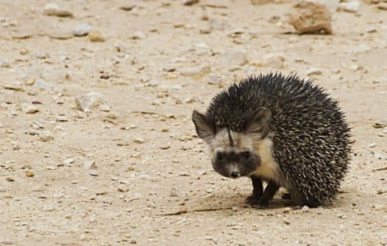 Hedgehogs – types and features of breeds, what they eat and where they live |  Family hedgehogs