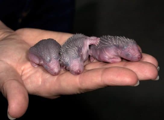 Hedgehogs – types and features of breeds, what they eat and where they live |  Family hedgehogs