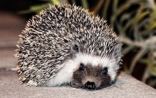 Hedgehogs – types and features of breeds, what they eat and where they live |  Family hedgehogs