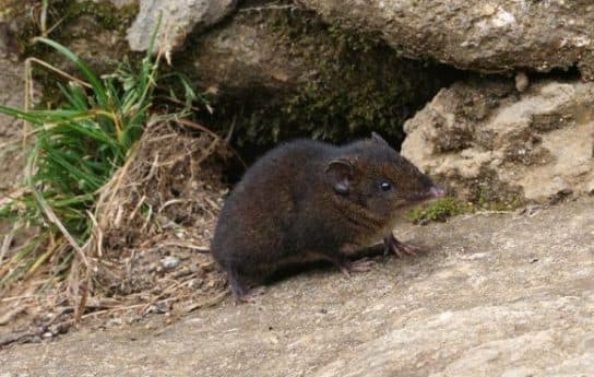 Hedgehogs – types and features of breeds, what they eat and where they live |  Family hedgehogs