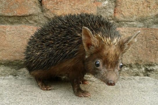 Hedgehogs – types and features of breeds, what they eat and where they live |  Family hedgehogs