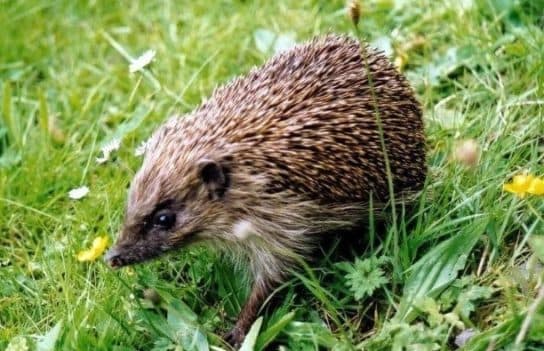 Hedgehogs – types and features of breeds, what they eat and where they live |  Family hedgehogs