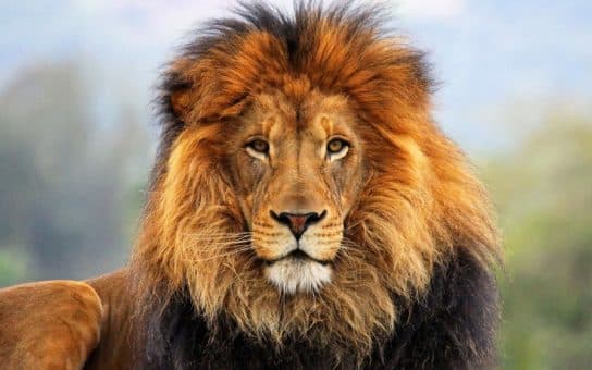 Famille f&eacute;line – esp&egrave;ces et repr&eacute;sentants d&rsquo;animaux carnivores |  Liste des chats avec photos et descriptions