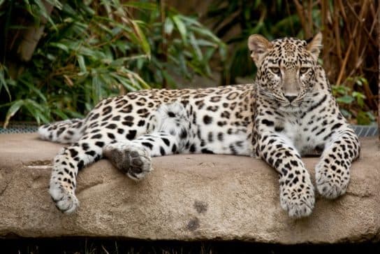 Famille f&eacute;line – esp&egrave;ces et repr&eacute;sentants d&rsquo;animaux carnivores |  Liste des chats avec photos et descriptions