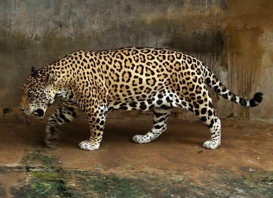 Famille f&eacute;line – esp&egrave;ces et repr&eacute;sentants d&rsquo;animaux carnivores |  Liste des chats avec photos et descriptions