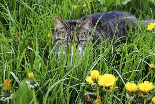 Famille f&eacute;line – esp&egrave;ces et repr&eacute;sentants d&rsquo;animaux carnivores |  Liste des chats avec photos et descriptions