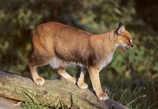 Famille f&eacute;line – esp&egrave;ces et repr&eacute;sentants d&rsquo;animaux carnivores |  Liste des chats avec photos et descriptions