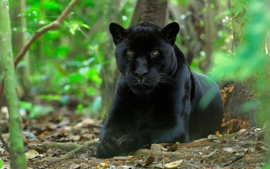 Famille f&eacute;line – esp&egrave;ces et repr&eacute;sentants d&rsquo;animaux carnivores |  Liste des chats avec photos et descriptions