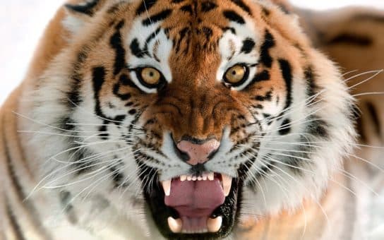 Famille f&eacute;line – esp&egrave;ces et repr&eacute;sentants d&rsquo;animaux carnivores |  Liste des chats avec photos et descriptions