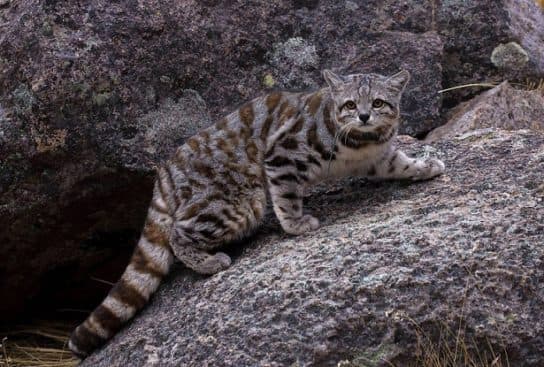 Famille f&eacute;line – esp&egrave;ces et repr&eacute;sentants d&rsquo;animaux carnivores |  Liste des chats avec photos et descriptions