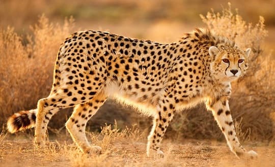 Famille f&eacute;line – esp&egrave;ces et repr&eacute;sentants d&rsquo;animaux carnivores |  Liste des chats avec photos et descriptions