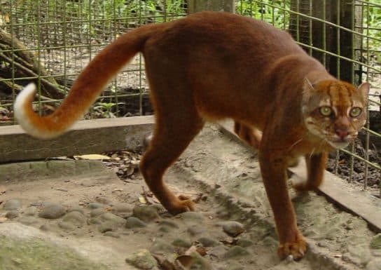 Famille f&eacute;line – esp&egrave;ces et repr&eacute;sentants d&rsquo;animaux carnivores |  Liste des chats avec photos et descriptions
