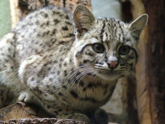 Famille f&eacute;line – esp&egrave;ces et repr&eacute;sentants d&rsquo;animaux carnivores |  Liste des chats avec photos et descriptions