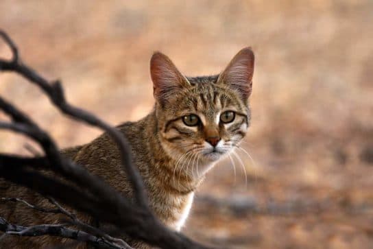 Famille f&eacute;line – esp&egrave;ces et repr&eacute;sentants d&rsquo;animaux carnivores |  Liste des chats avec photos et descriptions