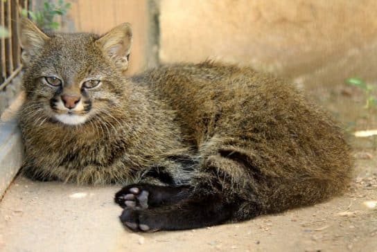 Famille f&eacute;line – esp&egrave;ces et repr&eacute;sentants d&rsquo;animaux carnivores |  Liste des chats avec photos et descriptions