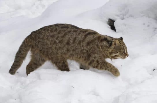 Famille f&eacute;line – esp&egrave;ces et repr&eacute;sentants d&rsquo;animaux carnivores |  Liste des chats avec photos et descriptions