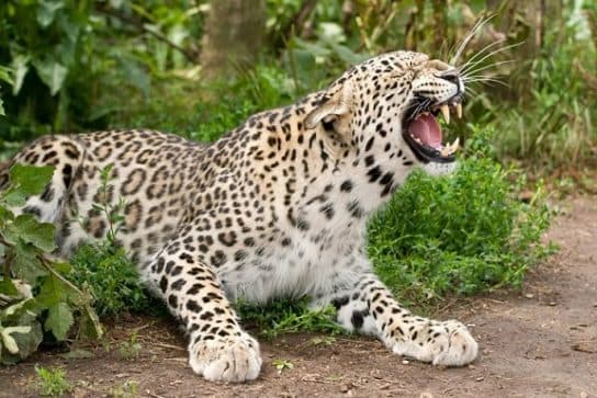 Famille f&eacute;line – esp&egrave;ces et repr&eacute;sentants d&rsquo;animaux carnivores |  Liste des chats avec photos et descriptions