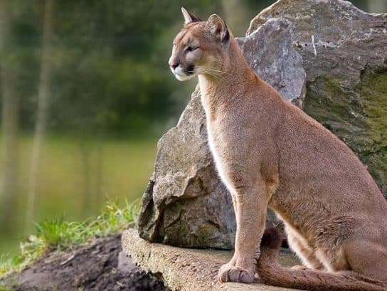 Famille f&eacute;line – esp&egrave;ces et repr&eacute;sentants d&rsquo;animaux carnivores |  Liste des chats avec photos et descriptions