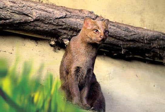 Famille f&eacute;line – esp&egrave;ces et repr&eacute;sentants d&rsquo;animaux carnivores |  Liste des chats avec photos et descriptions