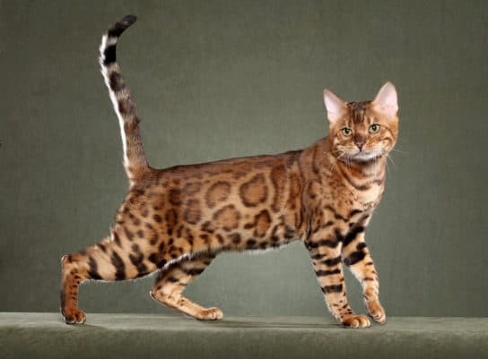Famille f&eacute;line – esp&egrave;ces et repr&eacute;sentants d&rsquo;animaux carnivores |  Liste des chats avec photos et descriptions