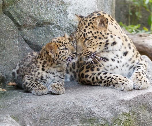 Famille f&eacute;line – esp&egrave;ces et repr&eacute;sentants d&rsquo;animaux carnivores |  Liste des chats avec photos et descriptions
