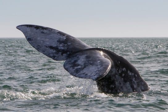 où vit la baleine grise Baleine grise – photo et description de l’animal où ils migrent, où ils vivent, taille et poids