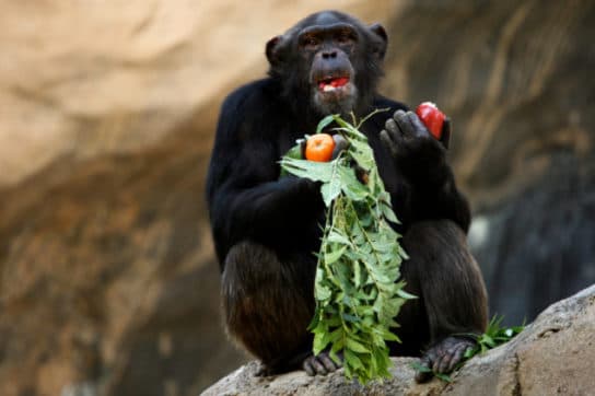 Chimpanz&eacute; comum – foto, descri&ccedil;&atilde;o, v&iacute;deo, onde mora, o que come