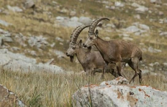 Siberian ibex – fotos, v&iacute;deos e descri&ccedil;&otilde;es de onde vive e o que come, o estilo de vida do ibex