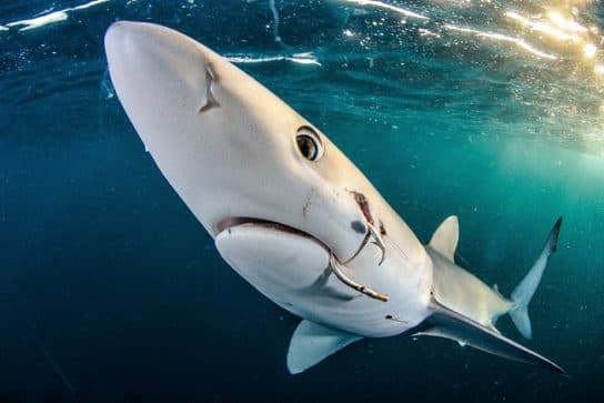 Requin bleu (bleu) – ce qu&rsquo;il mange et ce qu&rsquo;il respire, photo et description