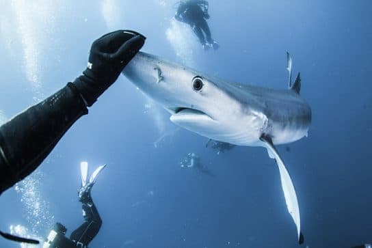 Requin bleu (bleu) – ce qu&rsquo;il mange et ce qu&rsquo;il respire, photo et description