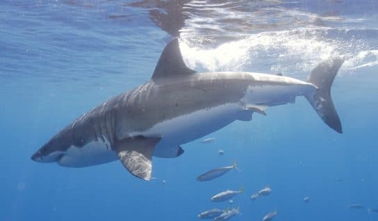 Requin bleu (bleu) – ce qu&rsquo;il mange et ce qu&rsquo;il respire, photo et description