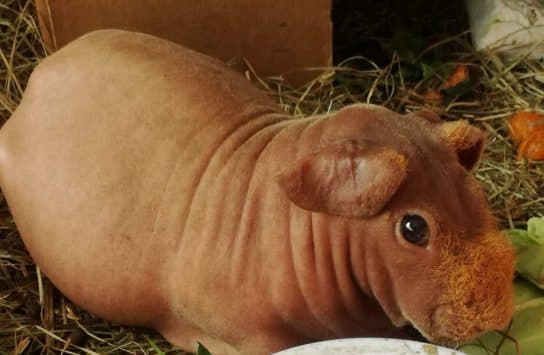 Cochon d'Inde maigre - soins et entretien Cochon maigre – photo, entretien et soins, combien de temps ils vivent