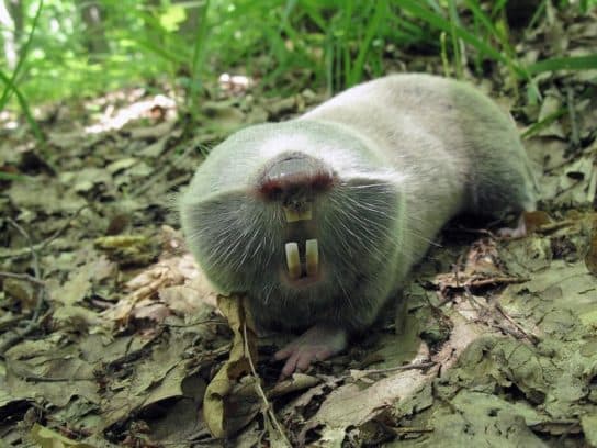 Rat-taupe g&eacute;ant du Livre rouge – photo et description de ce qu&rsquo;il mange et o&ugrave; il vit