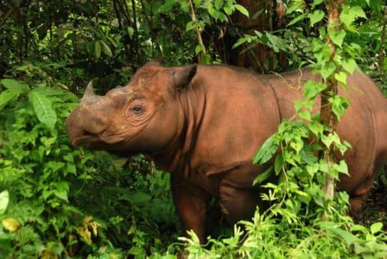 Rinoceronte de Sumatra – foto y descripci&oacute;n, n&uacute;mero, Libro Rojo, donde vive