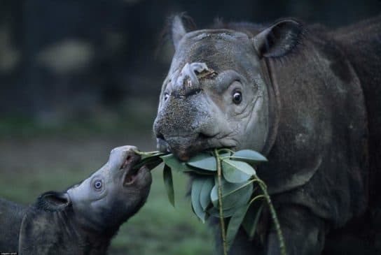 Rinoceronte de Sumatra – foto y descripci&oacute;n, n&uacute;mero, Libro Rojo, donde vive